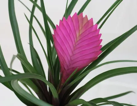 Una foto della Tillandsia cyanea, in cui, al centro, è possibile vedere il fiore.