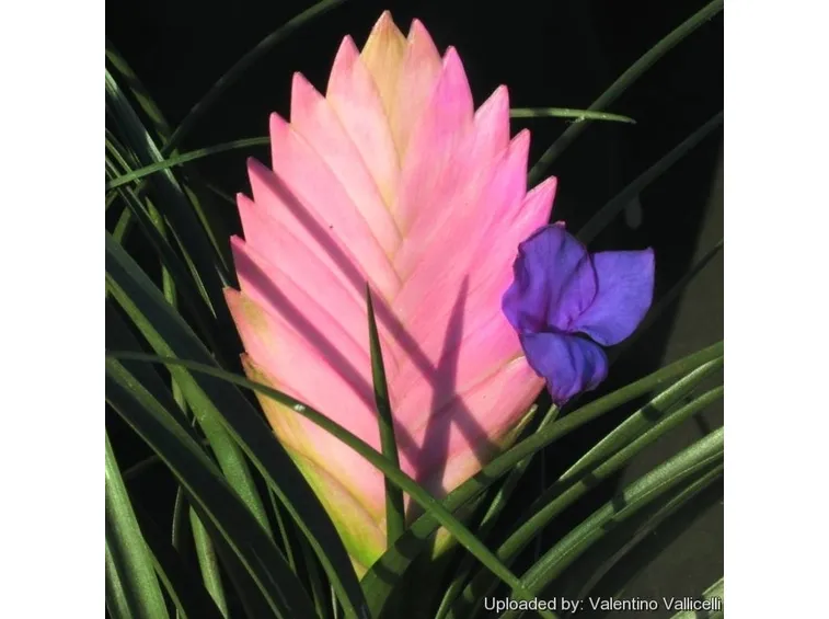 Il fiore della Tillandsia cyanea