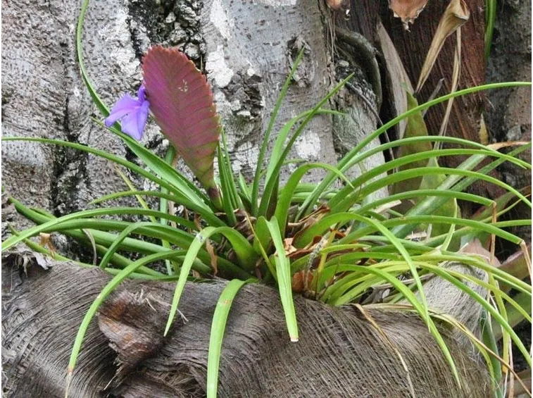 Una Tillandsia Cyanea sviluppatasi su una roccia.