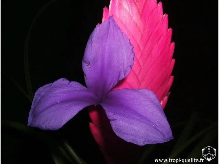 La Tillandsia cyanea, particolare del fiore.