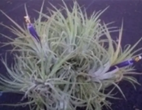 tillandsia con fiori.