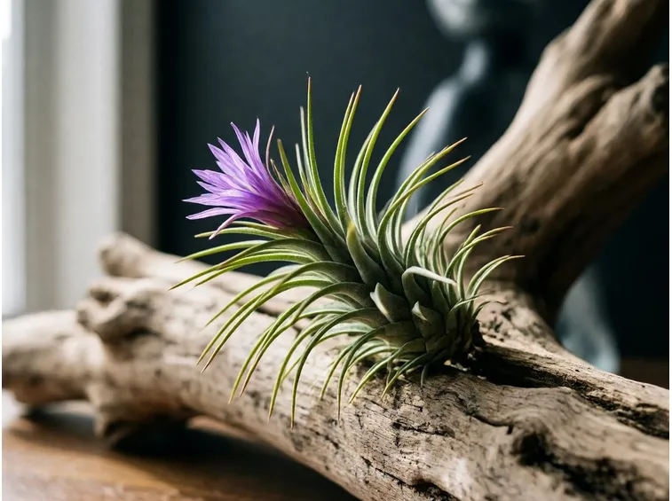 tillandsia con fiori.