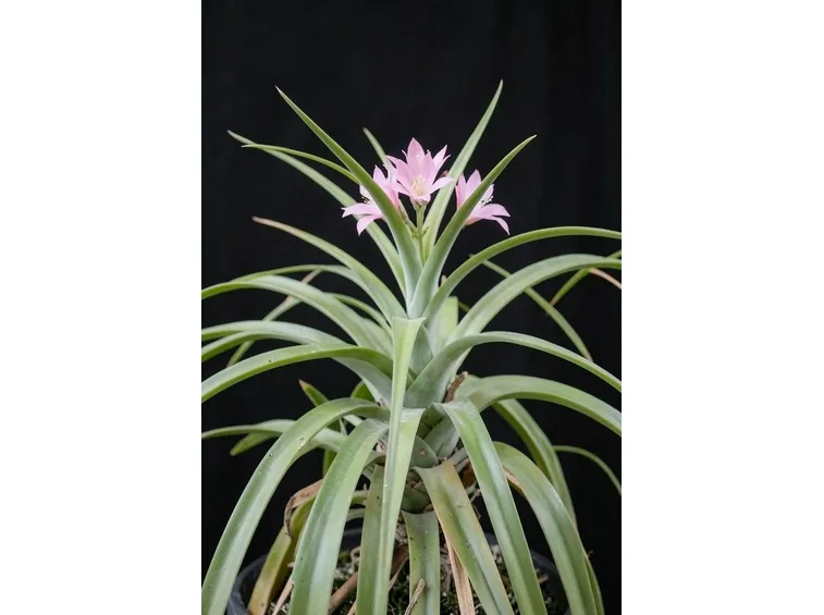 bellissimo fiore.