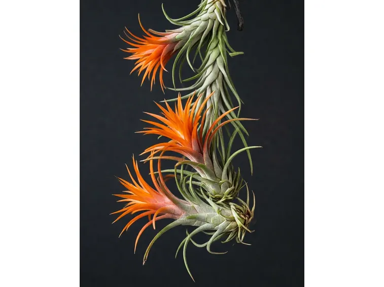Specie di tillandsia.