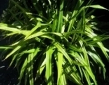 Un esempio di pianta di Tradescantia da appartamento tenuta in un vaso