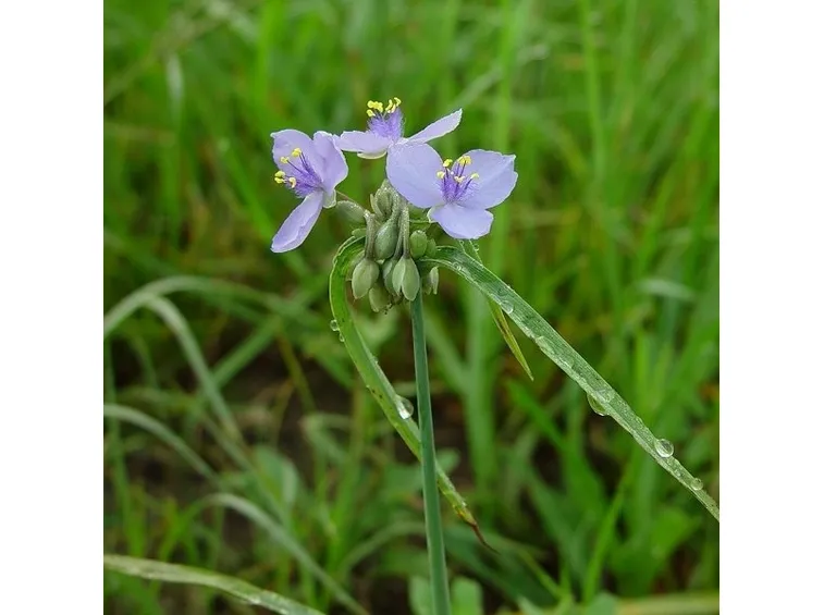 Un esempio di fiori che troviamo sulle piante di Tradescantia