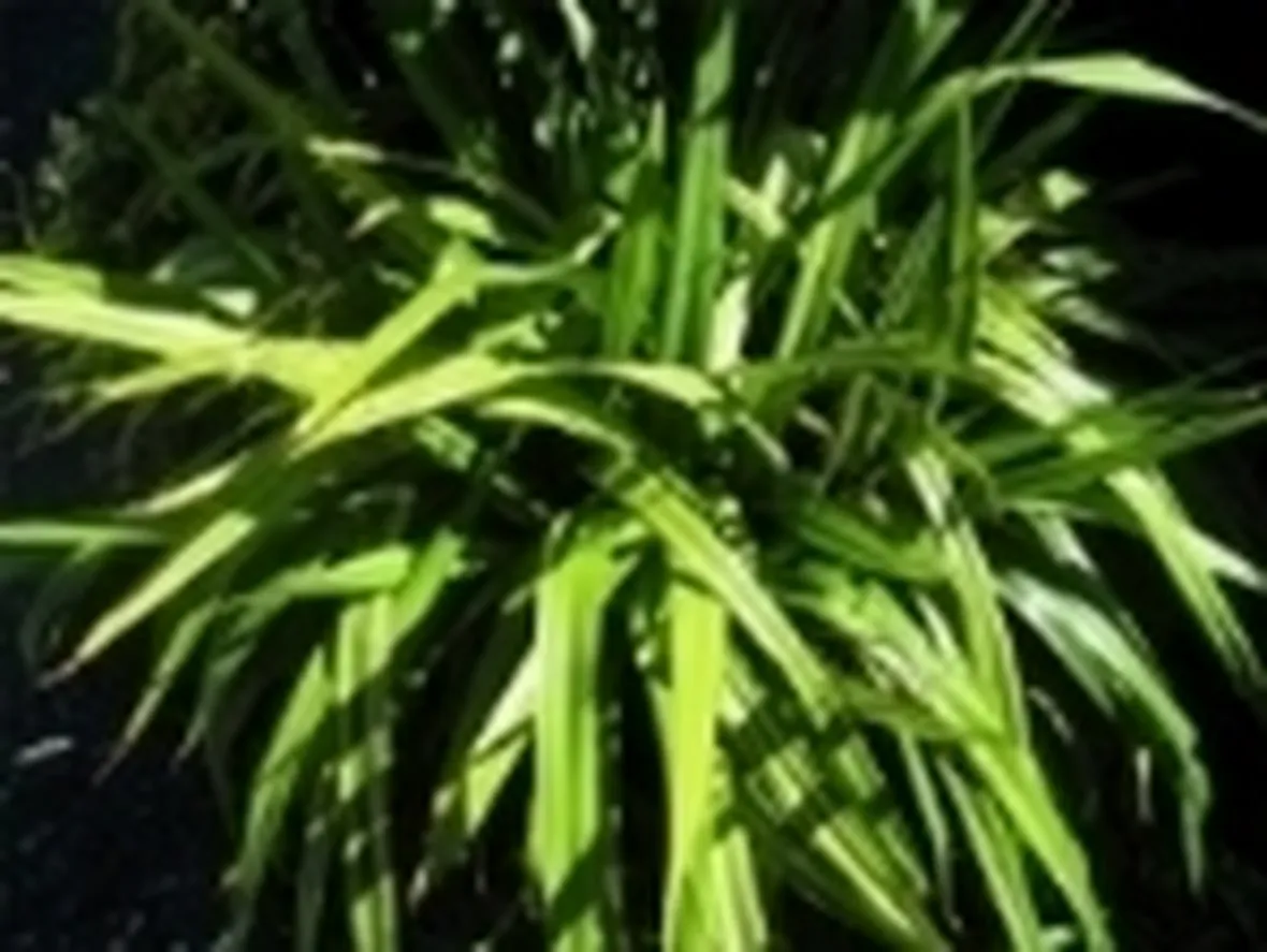Un esempio di pianta di Tradescantia da appartamento tenuta in un vaso