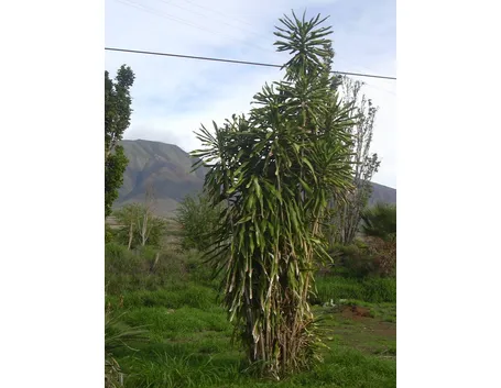 Una dracaena fragrans, conosciuta come tronchetto della felicità