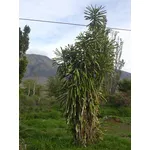 Una dracaena fragrans, conosciuta come tronchetto della felicità
