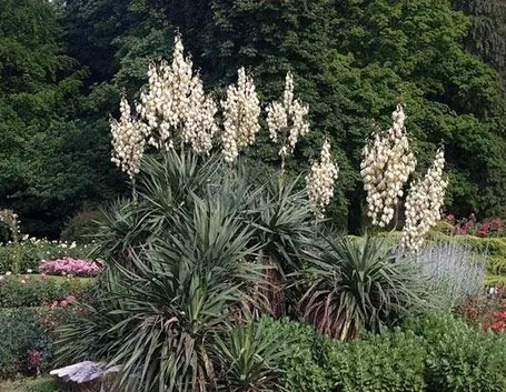 Un esemplare di yucca gloriosa fiorita