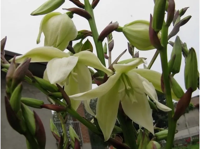 I fiori della yucca gloriosa