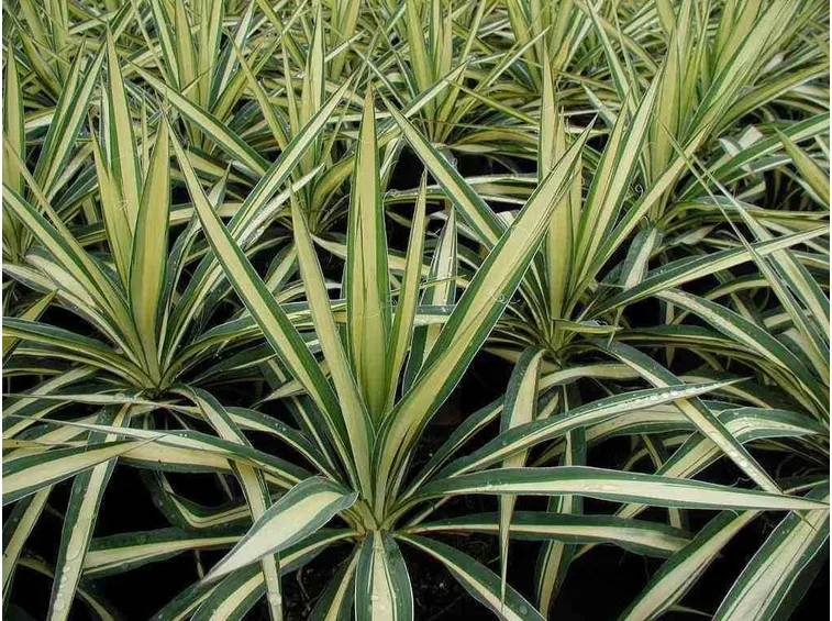 Giovani esemplari di yucca gloriosa