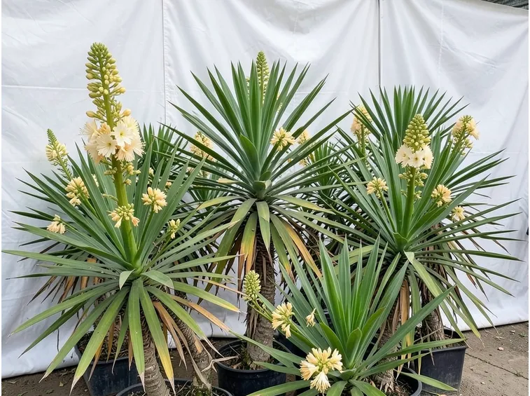 Piante di yucca gloriosa con fiori