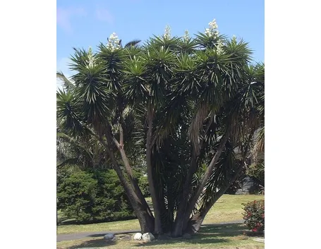 Una pianta di yucca gloriosa in natura