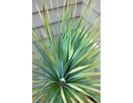 foglie acuminate di colore blu-verde della yucca rostrata