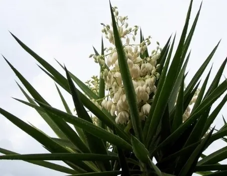 Fiori bianchi.