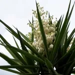 Fiori bianchi.