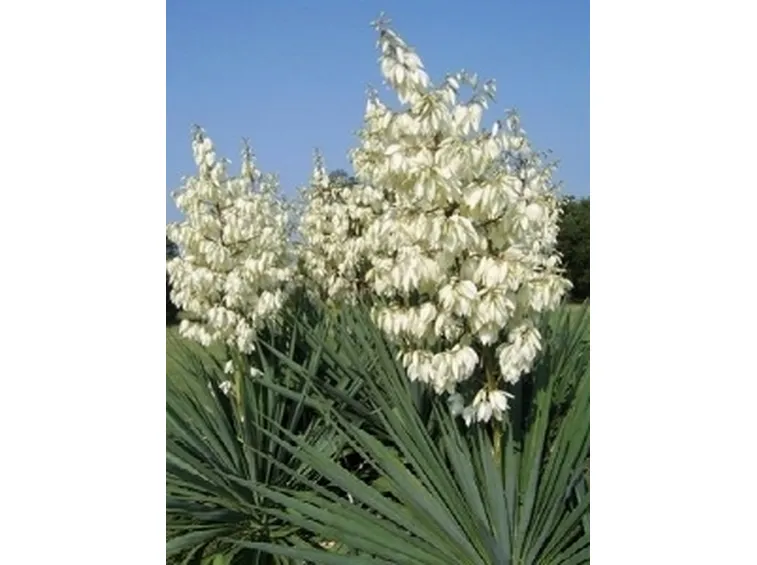 Esemplare di yucca.