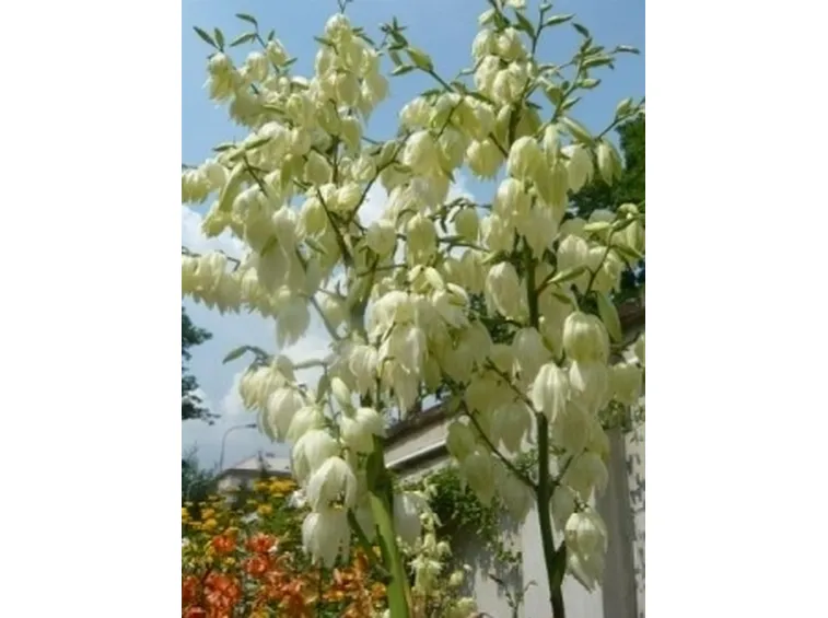 fiori di yucca.