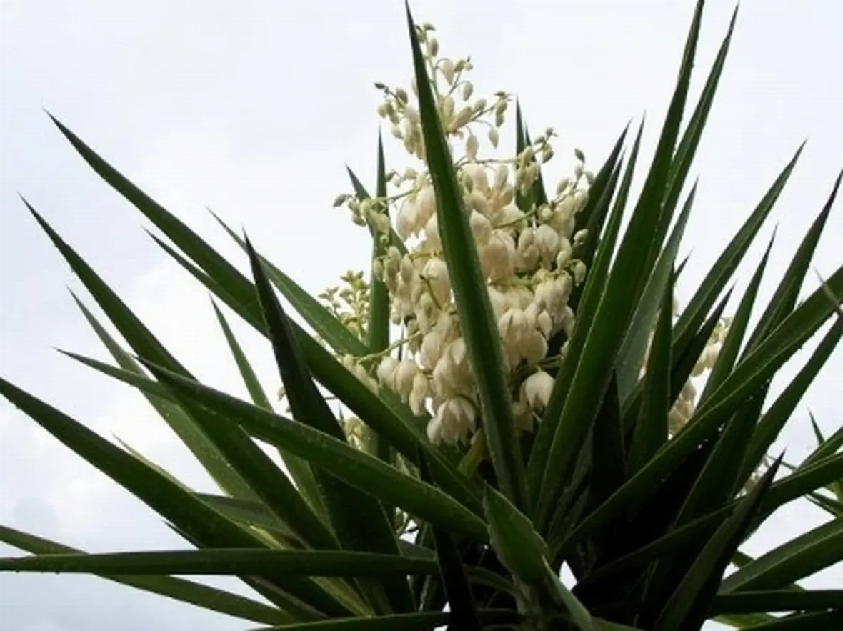Fiori bianchi.