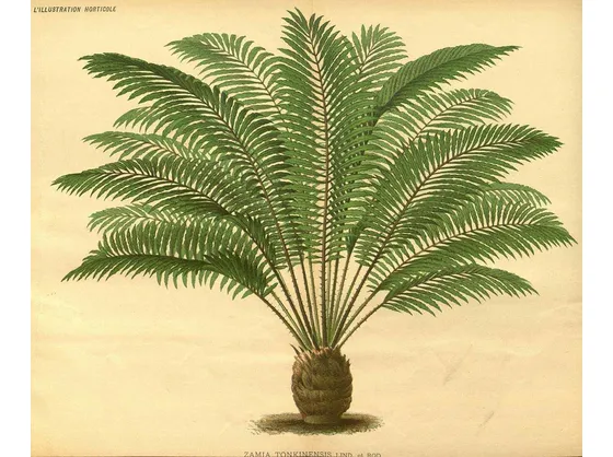 Disegno botanico di zamia tonkinensis