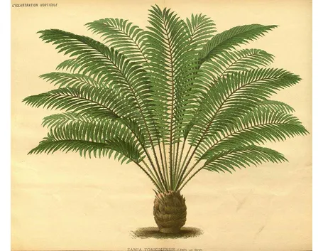 Disegno botanico di zamia tonkinensis