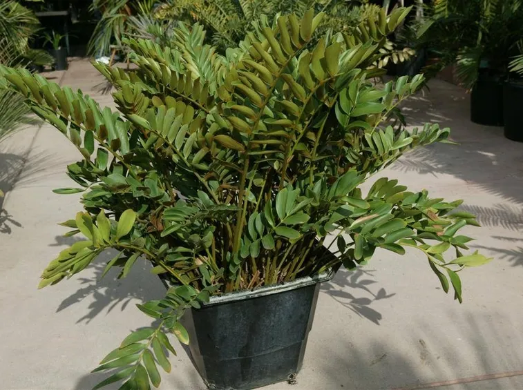 Esemplare di Zamia Furfuracea