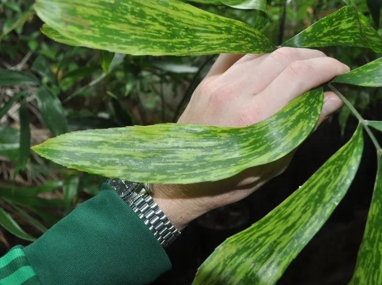 Esemplare di Zamia Variegata