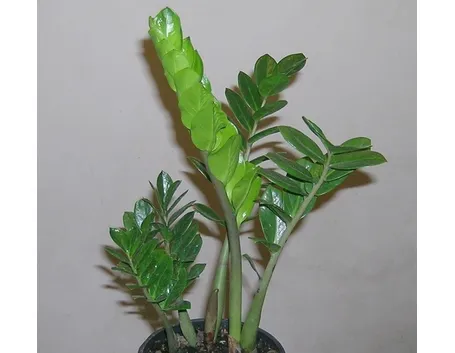 Un esemplare di Zamioculcas zamiifolia