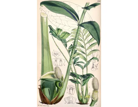 zamioculcas zamiifolia