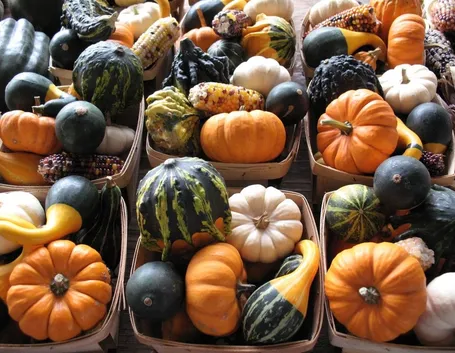 Un insieme colorato di zucche ornamentali