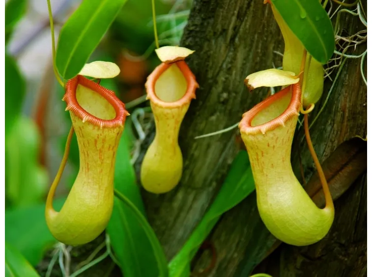 pianta carnivora
