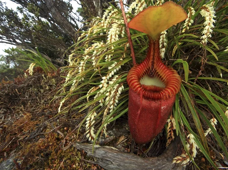 pianta carnivora
