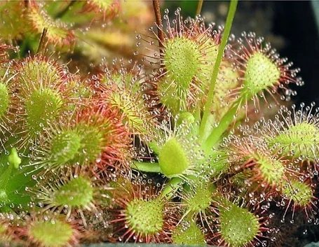 Drosera Capillaris