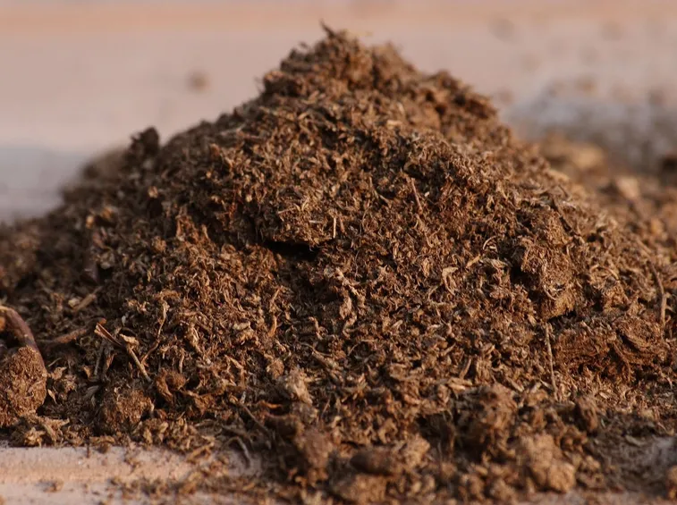 peat moss - torba di sfagno