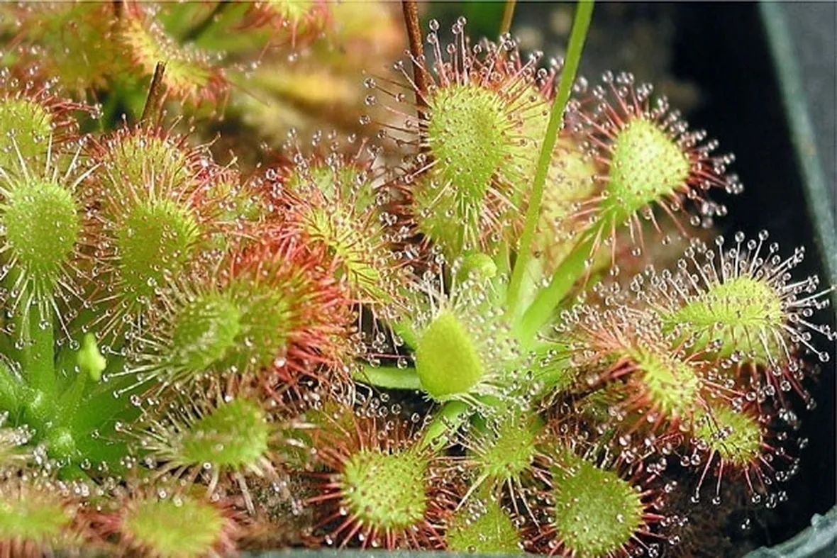 Drosera Capillaris