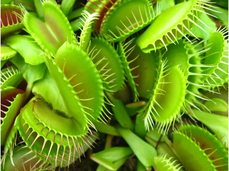 dionaea muscipula
