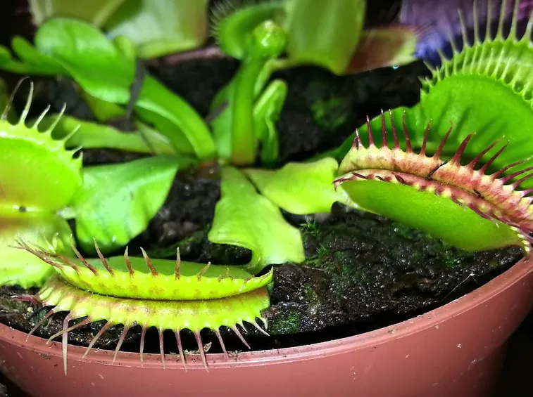 dionaea muscipula