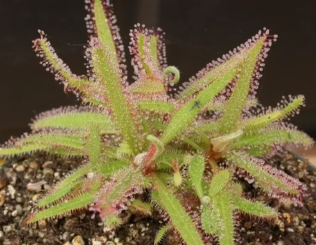 drosera adelae