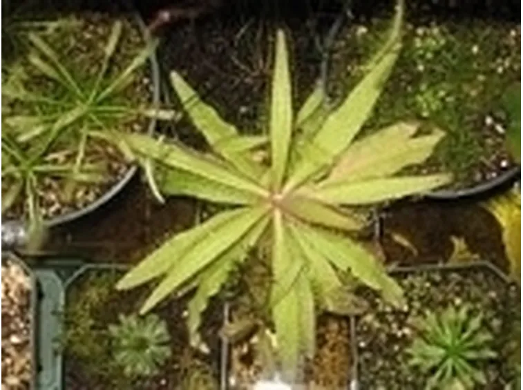 drosera adelae2