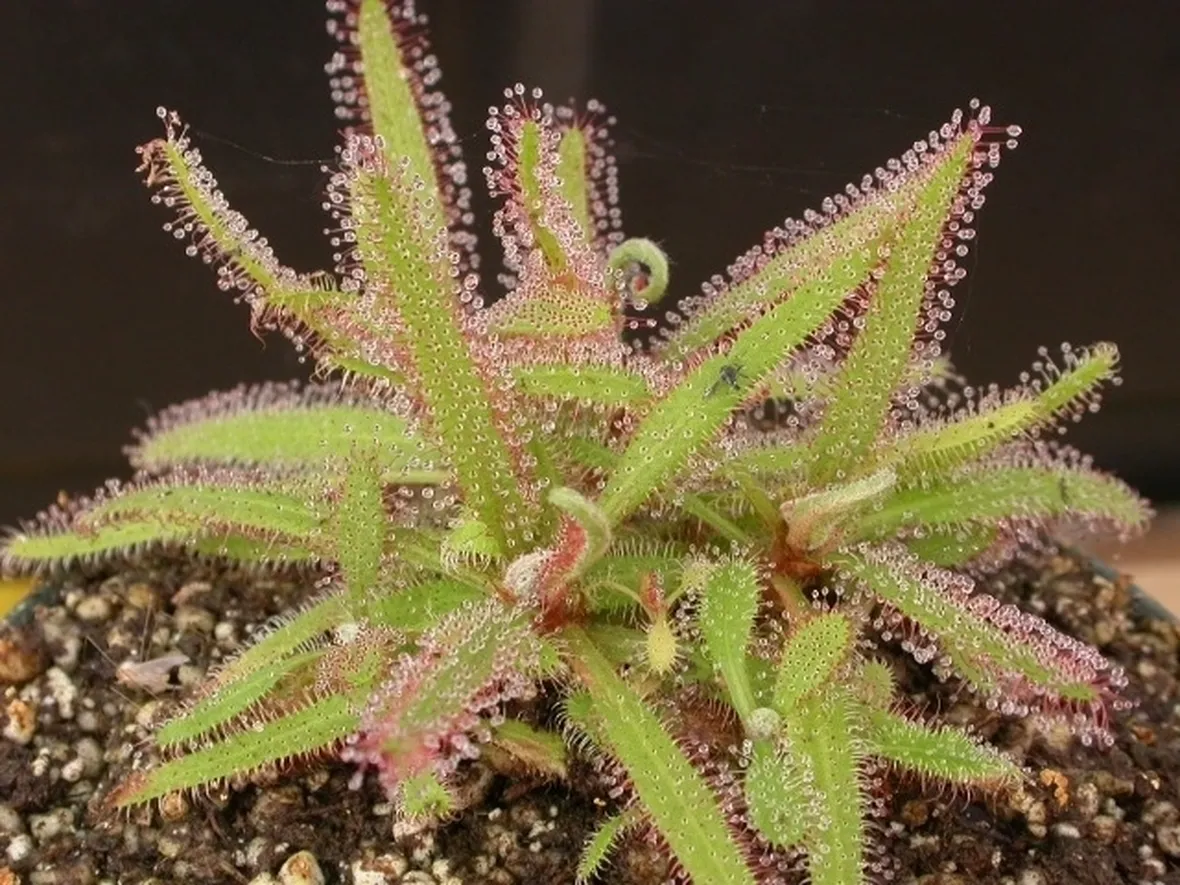 drosera adelae