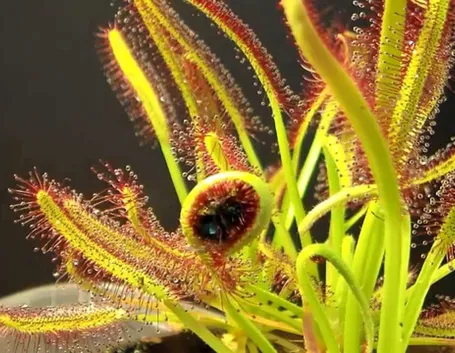 drosera capensis