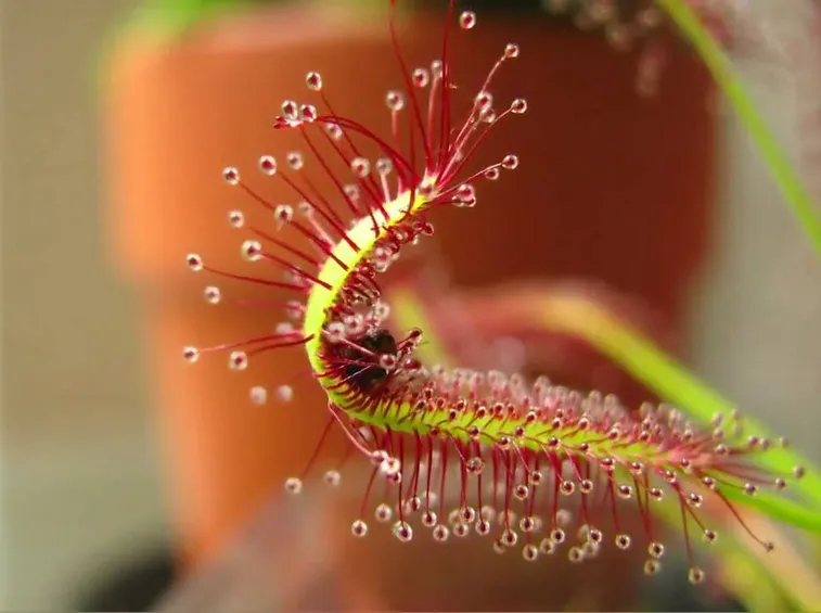 drosera capensis