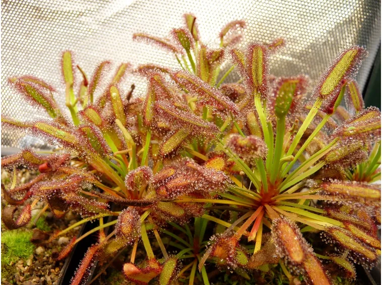 drosera capensis