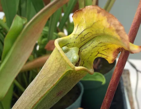 piante carnivore cura