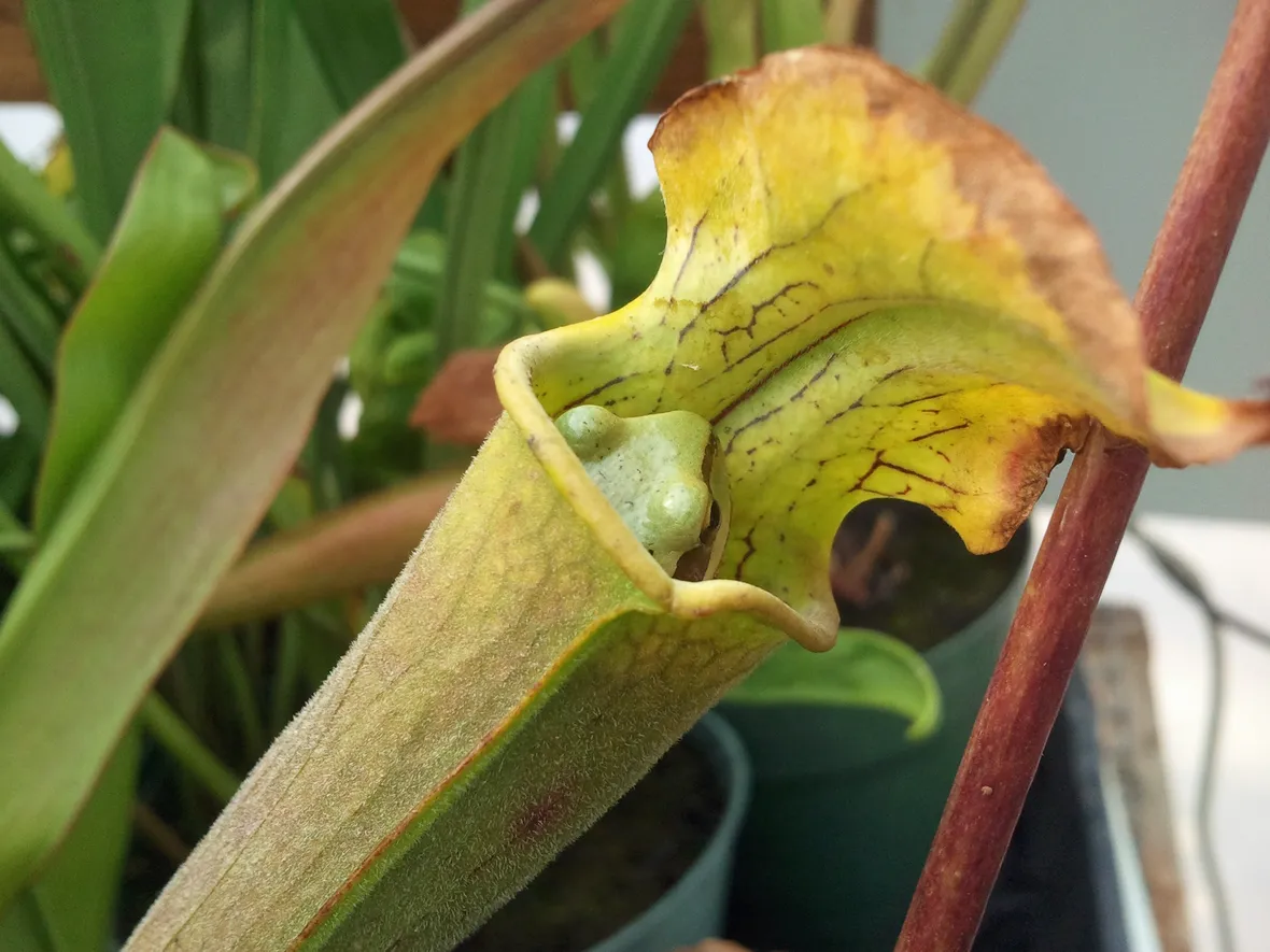piante carnivore cura