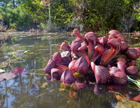 piante carnivore giganti