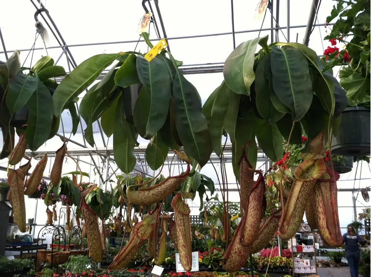 piante carnivore giganti