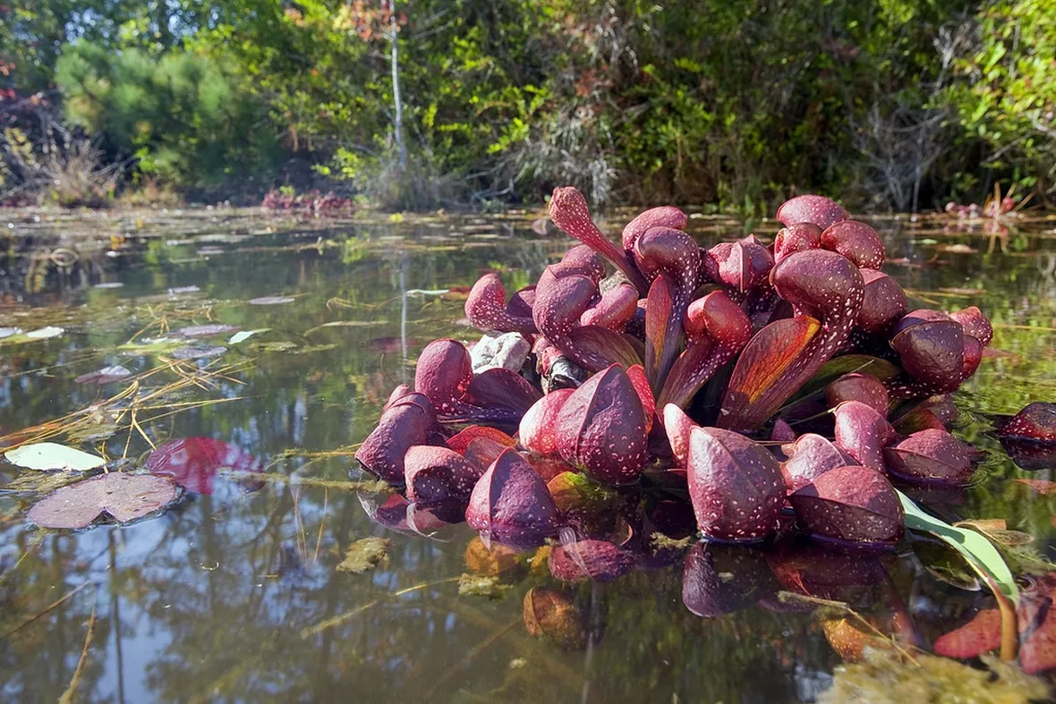 piante carnivore giganti