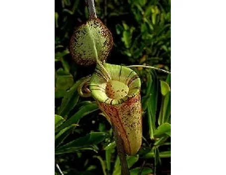 nephentes hookeriana